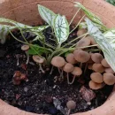 رویش قارچ چتری در گلدان