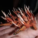 قارچ کوردیسپس یا قارچ زامبی (معرفی و خواص)