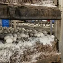 آموزش صفر تا صد پرورش قارچ خوراکی دکمه‌ای