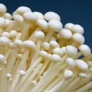 قارچ اینوکی - قارچ انوکی یا اینوکیتاکه - enoki