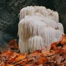 قارچ یال شیر یا Hericium erinaceus