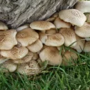 قارچ کوهی خوراکی