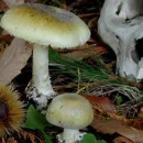 آمانیتا فالوئیدس یا کلاهک مرگ سمی ترین و کشنده ترین قارچ دنیا