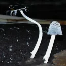 آشنایی با قارچ جوهری یا کاپرینوس Coprinus plicatilis