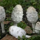 قارچ مغاک مرد پشمالو