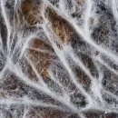 میسلیوم و ساختمان رویشی قارچ ها