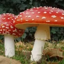 قارچ جادویی آمانیتا موسکاریا - قارچ مگس - مجیک ماشروم فلای آگاریک