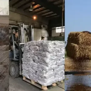 کمپوست قارچ چیست؟ کمپوست قارچ دکمه ای