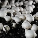 خاک‌ پوششی قارچ- فرمول خاک پوششی قارچ