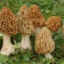 قارچ مورل - مورچلا - مورکلا