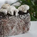 مهم‌ترین کاربردهای میسلیوم قارچ