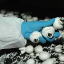 آموزش برداشت قارچ