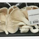 بسته بندی قارچ صدفی