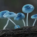 Mycena interrupta زیباترین قارچ دنیا