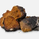 آشنایی کامل با قارچ چاگا