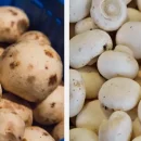 علت تغییر رنگ قارچ دکمه چیست؟ راهکارهای جلوگیری از تغییر رنگ