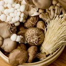 ایا قارچ برای کبد چرب مضر است ؟ قارچ برای درمان کبد چرب