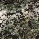 کپک سبز تریکودرما در کمپوست قارچ