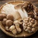 پرفروش ترین و محبوبترین قارچ های سال