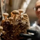 راهنمای کشت و پرورش قارچ شیتاکه