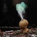 آشنایی کامل با انواع تولید مثل جنسی و تولید مثل غیر جنسی کروموزوم