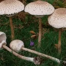 قارچ ماکرولپیوتا قارچ پارازول(macrolepiota)