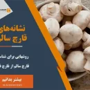 نشانه قارچ سالم عکس قارچ خراب شده