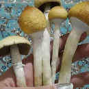 آشنایی اجمالی با قارچ گلدن تیچر ماشروم تیچر