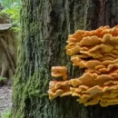 قارچ های چوب رس یا قارچ هایی که روی درخت می رویند