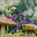 قارچ بهاری قارچ های جنگلی