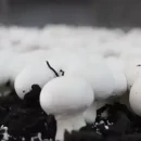 شوک دهی سالن پرورش قارچ