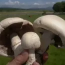 چگونگی تشخیص قارچ سمی از خوراکی