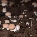 عکس مربوط به شرایط محیطی بعد از خاک دهی - مراحل بعد از خاکدهی قارچ