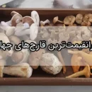 گرانترین قارچ‌های جهان گرانترین قارچ دنیا گرانترین قارچ ایران