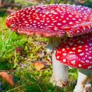 چرا مردم قارچ مسموم خودرو می خورند؟