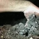 عملیات رافلینگ در پرورش قارچ دکمه ای Ruffling