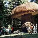 قارچ آرمیلاریا قارچی بزرگ‌تر از وال بزرگ‌ ترین موجود زنده در جهان