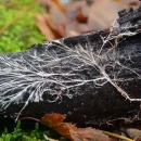 (نخینه) هیفای قارچ چیست