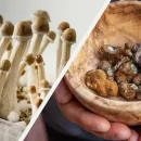 ترافل مجیک ماشروم یا مجیک ترافل (magic truffel) نوعی غده زیرزمین بنام اسکلروتیوم است که میسلیوم قارچ جادویی در شرایط نامساعد برای بقا تولید میکند