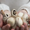 علت پشت باز شدن قارچ دکمه ای - درجه دو شدن محصول قارچ