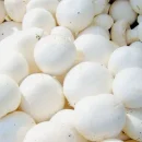 قارچ در طب اسلامی(الکماه)