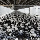 رکورد داران تولید قارچ کشور شرکت مهر پویان شمال