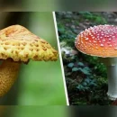 خطر مرگ و میر با مصرف قارچ های سمی/ مردم آذربایجان غربی مراقب باشند