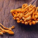 فواید و خواص قارچ کوردیسپس