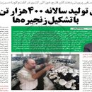 مصاحبه روزنامه سبزینه با دبیر انجمن صنفی قارچ خوراکی درخصوص نقش زنجیره تولید در توسعه بنگاه‌های اقتصادی اگر موانع صادرات کشورمان رفع شود کشورمان