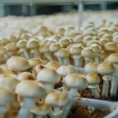 محصول فلاش سوم در روند پرورش قارچ