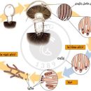 هاگ قارچ یا اسپور قارچ چیست؟