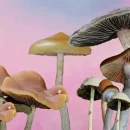 انواع مجیک ماشروم