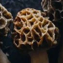 فواید و خواص قارچ مورل