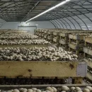 کشاورزی چهار فصل در آذربایجان‌ شرقی با توسعه کشت گلخانه‌ای